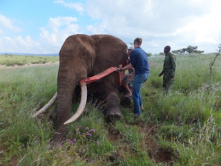 Illustration for article titled An Elephant Researcher Mourns An Elephant Lost to Poachers